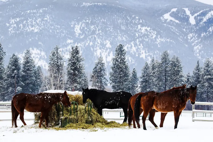 Horses gathered around a hay feeder with snow-covered Montana mountains in the background